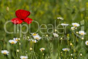 Single flower of wild red poppy on blue sky background with focus on flower