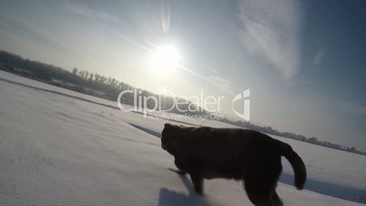 Chocolate brown Labrador running in the deep snow in winter slow motion