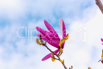 Frühlings Magnolia Blume