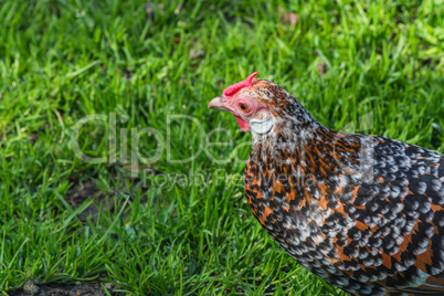 Freilaufende Hühner auf einem Bauernhof
