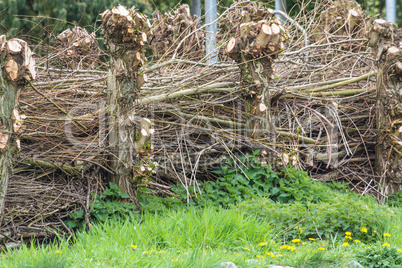 Sichtschutzzaun aus Weidenflechtwerk