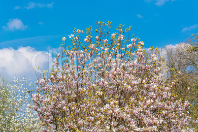 Frühlingsbild mit blühendem Obstbaum im Garten.