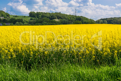 Blühendes  Rapsfeld  mit  blauen Himmel