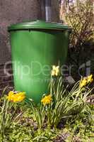 Regentonne im Garten, rain barrel in a garden