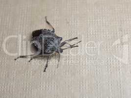 brown marmorated stink bug insect animal