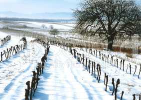 Weingarten im Winter