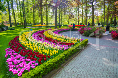 Colorful tulips in the Keukenhof park, Holland