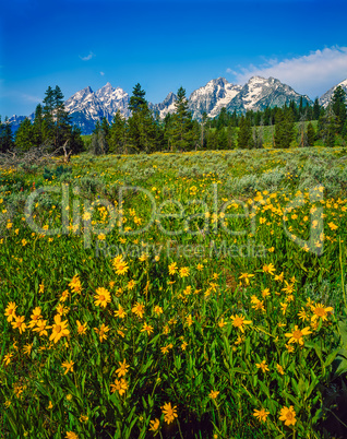 Grand Teton in Wyoming