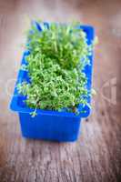 Fresh edible healthy water cress in the box.