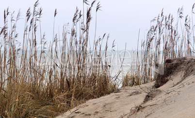 sand, sea, soil, pasichnyi, dry grass