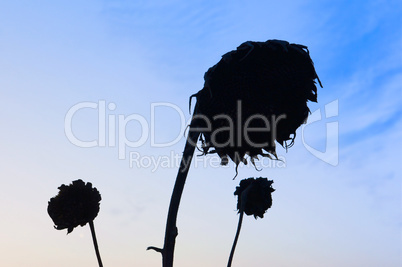 sunflower, black, sky, blue, silhouette