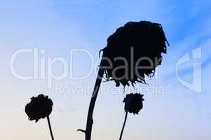 sunflower, black, sky, blue, silhouette