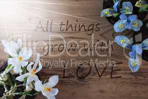 Sunny Crocus And Hyacinth, Quote All Things Grow With Love
