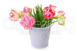 flowers tulips in decorative bucket isolated on white background