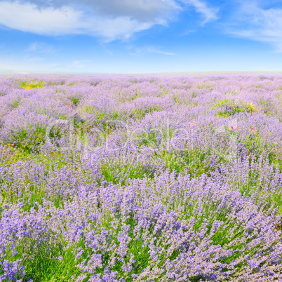 blooming lavender in a field on a background of blue sky