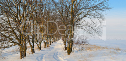 snow-covered field and trees in the snow on a background of blue