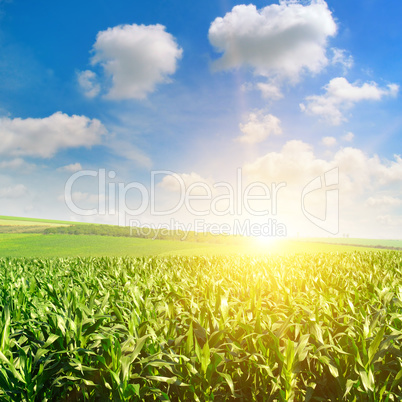 Green field with corn. Blue cloudy sky. Sunrise on the horizon.