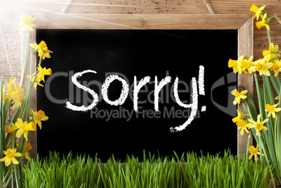 Sunny Spring Narcissus, Chalkboard, Text Sorry
