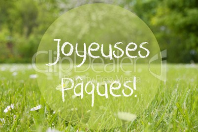 Gras Meadow, Daisy Flowers, Joyeuses Paques Means Happy Easter