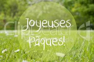 Gras Meadow, Daisy Flowers, Joyeuses Paques Means Happy Easter
