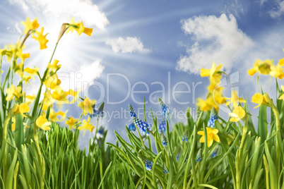 Spring Flowers With Sunny Blue Sky