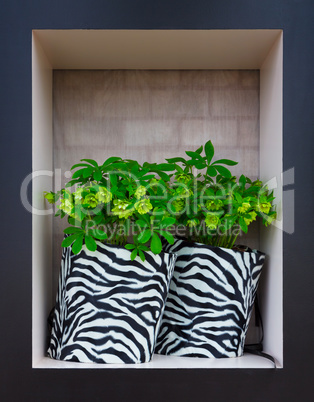 Flowers in striped black and white pots