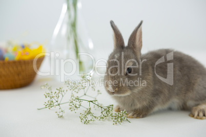 Easter bunny with flower on white background