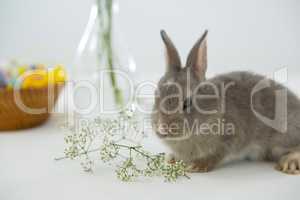 Easter bunny with flower on white background