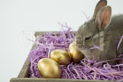 Golden Easter eggs with Easter bunny in crate