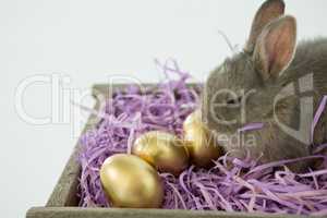 Golden Easter eggs with Easter bunny in crate