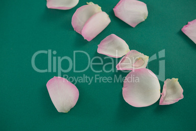 Rose petals on green background