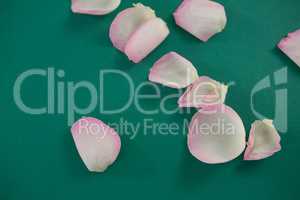 Rose petals on green background