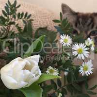 Tulpe mit Gänseblümchen und Kater