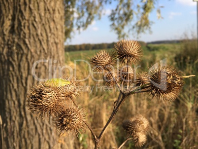 Distel im herbst