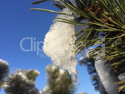 Kiefer im Winter mit Eiszapfen