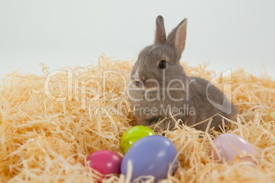 Easter eggs and Easter bunny in the nest