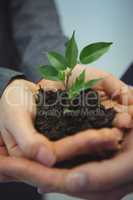 Businesspeople hand holding plant together