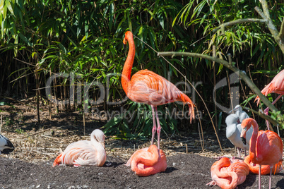 Eine Gruppe von Flamingos