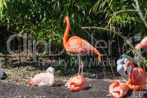 Eine Gruppe von Flamingos
