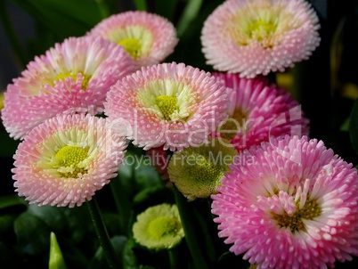 bunte Bellis im Frühling