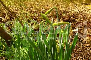 Frühlingsblumen im Gartenbeet