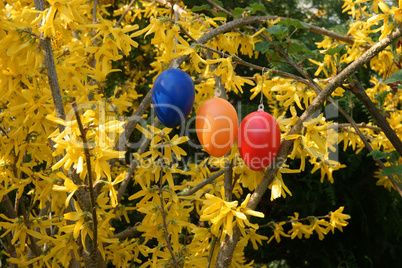 Ostereier an einem Forsythienstrauch