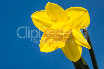 Osterglocke, Daffodil
