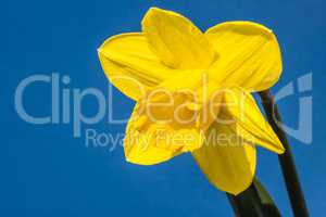 Osterglocke, Daffodil