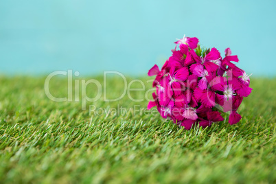 Bunch of pink flowers on green grass