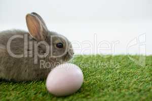 Easter eggs and Easter bunny in grass