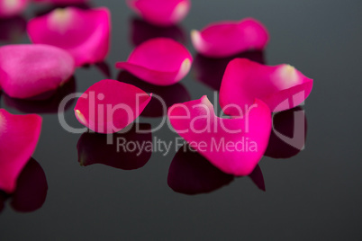 Rose petals on black background