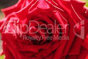 Red rose flower in full bloom