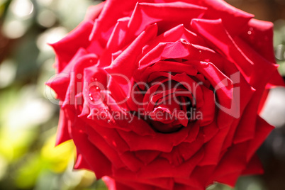 Red rose flower in full bloom