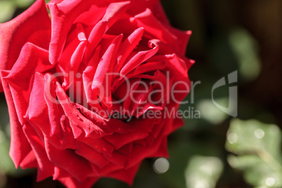 Red rose flower in full bloom